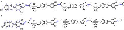 Quantum Mechanical Predictions of the Antioxidant Capability of Moracin C Isomers